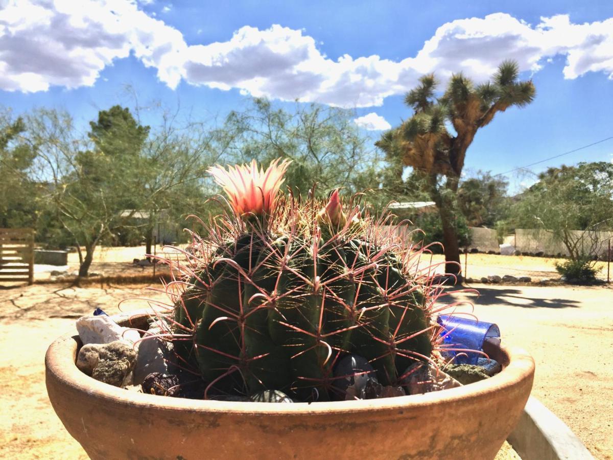 Popular Homestead! Location, Stargaze, Views! Joshua Tree Ngoại thất bức ảnh