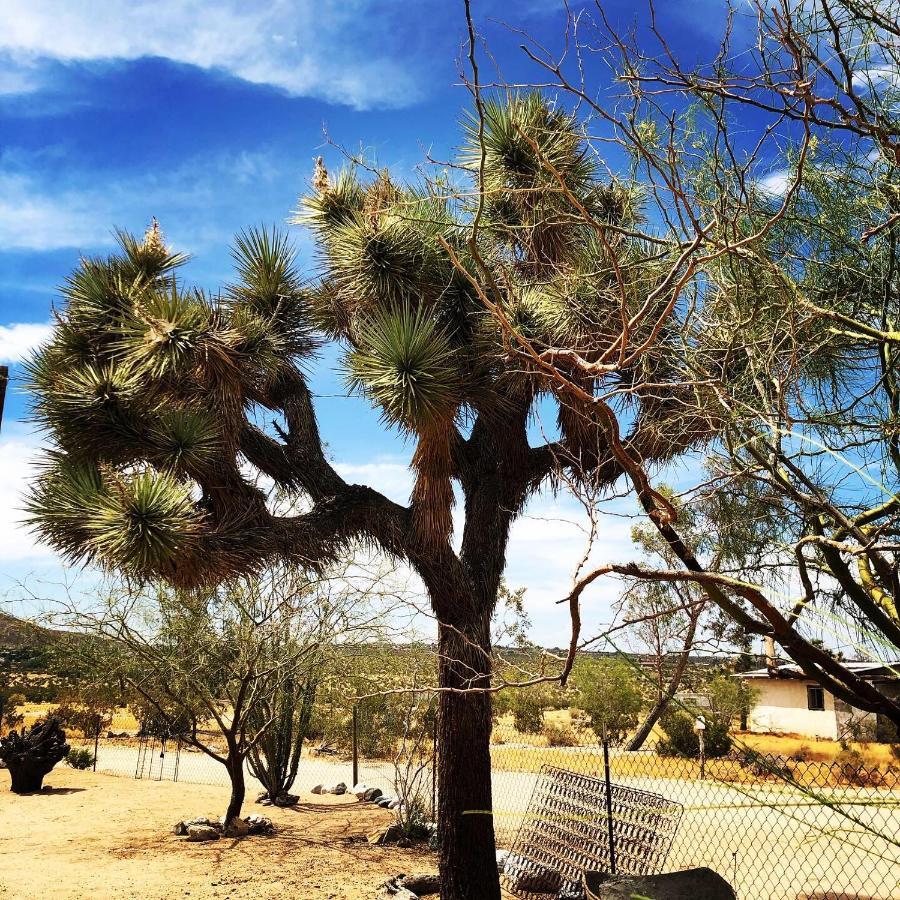 Popular Homestead! Location, Stargaze, Views! Joshua Tree Ngoại thất bức ảnh